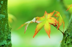 涼紅葉［モミジ］