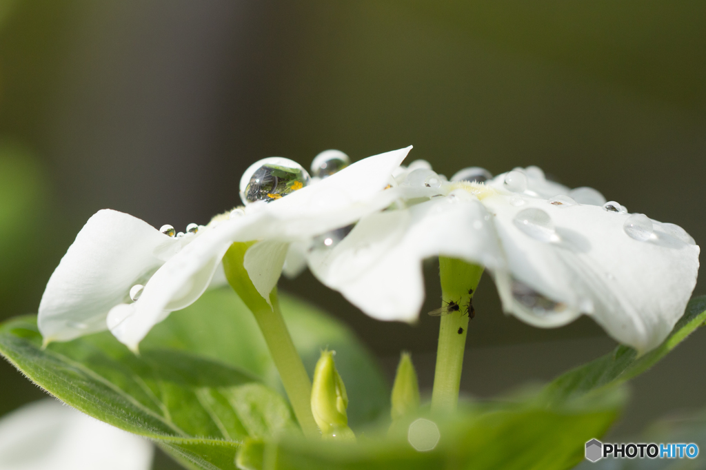 雨を避けて