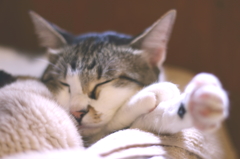 猫