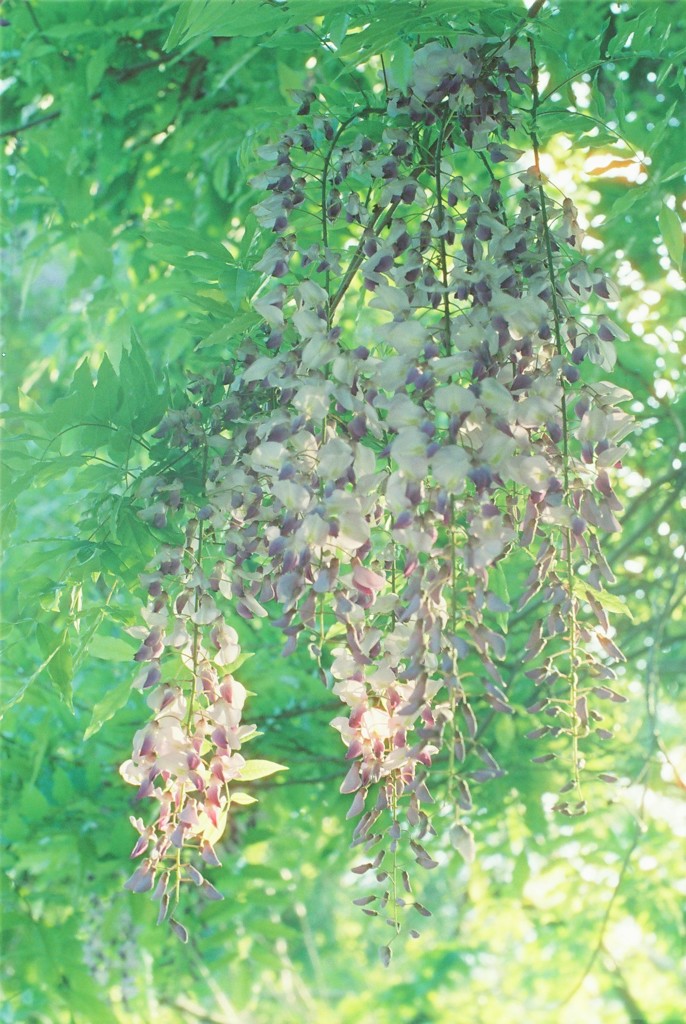 山藤