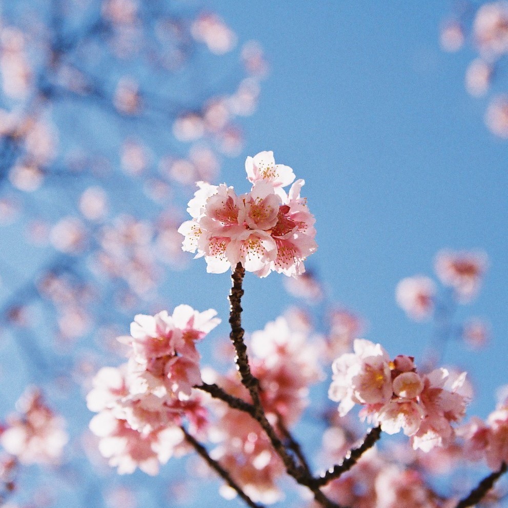 寒桜