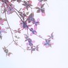 dogwood