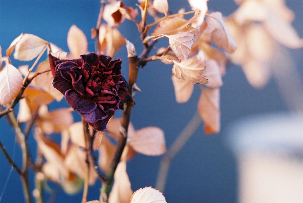 立枯れの薔薇