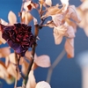 立枯れの薔薇