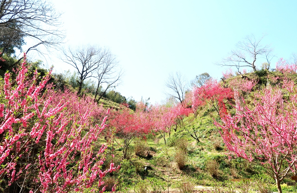 花桃