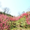 花桃