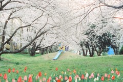 桜の季節だけ輝く公園