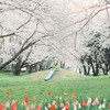 桜の季節だけ輝く公園
