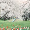 桜の季節だけ輝く公園