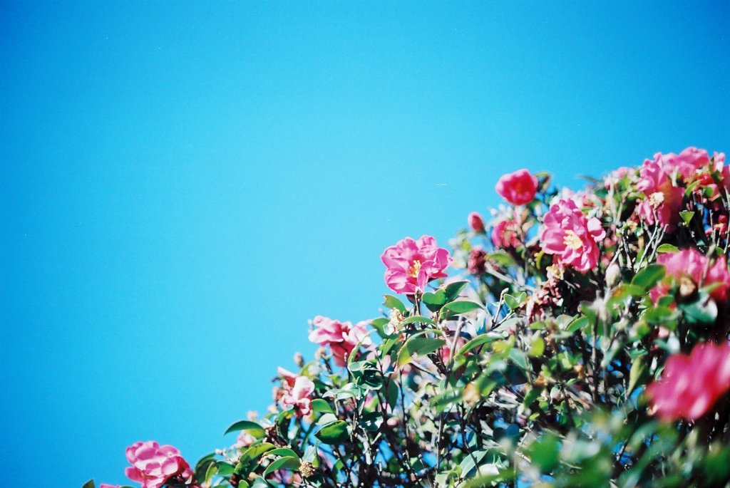 山茶花