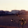 Dead grass in winter