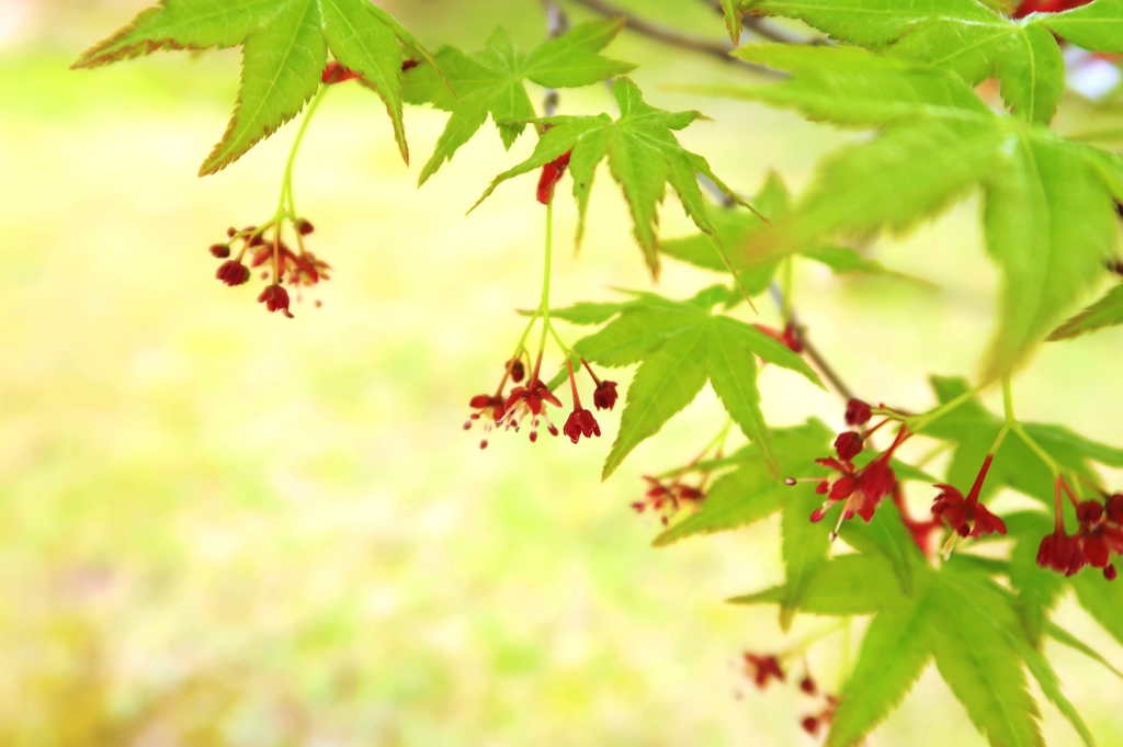 もみじ花