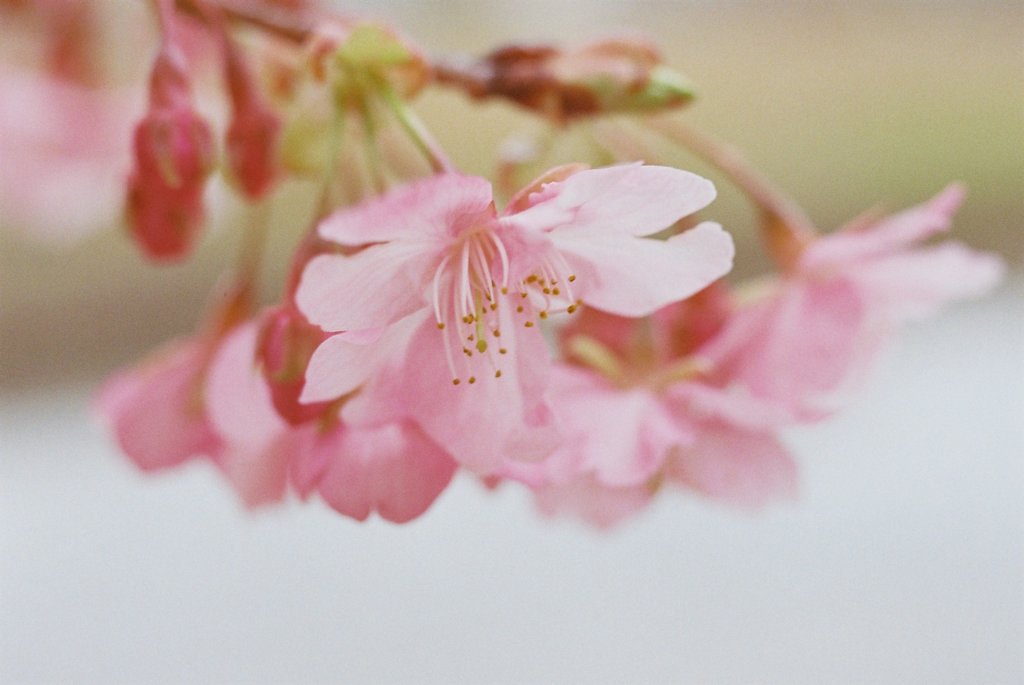 河津桜　2