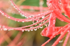 雨上がりの曼珠沙華１