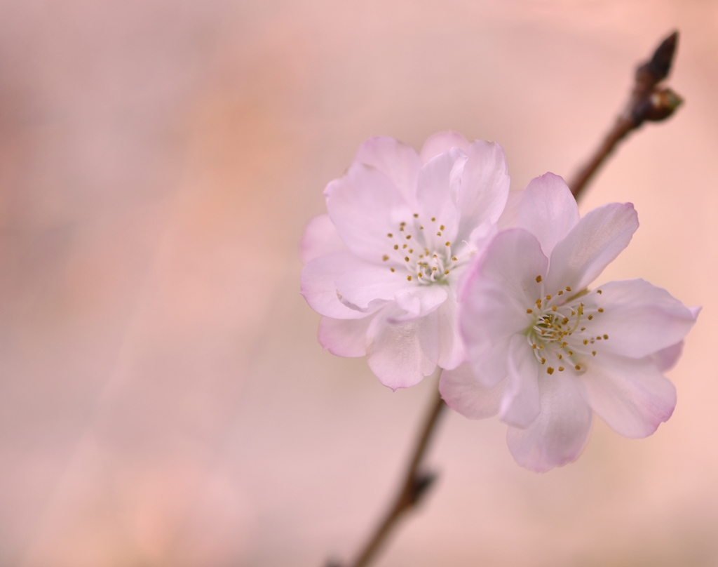 十月桜