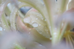 雨の日の白い曼珠沙華