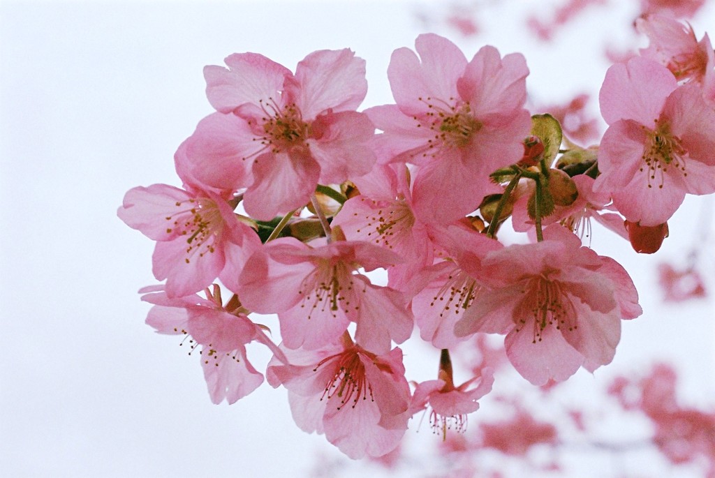 河津桜　1