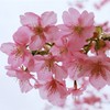 河津桜　1