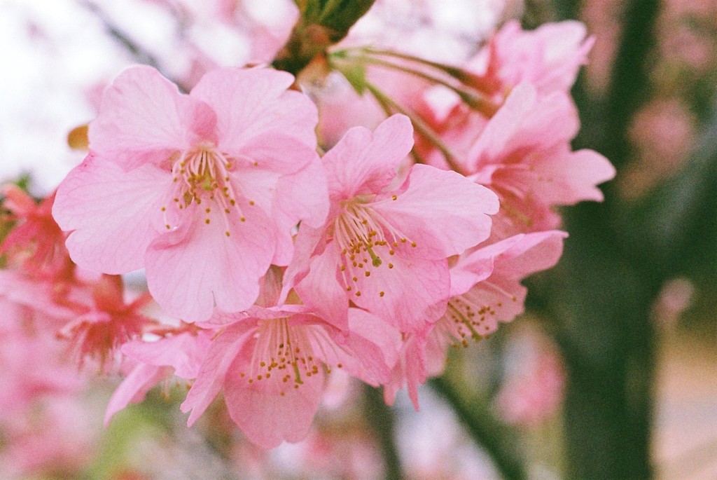 河津桜　3