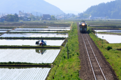 田植え