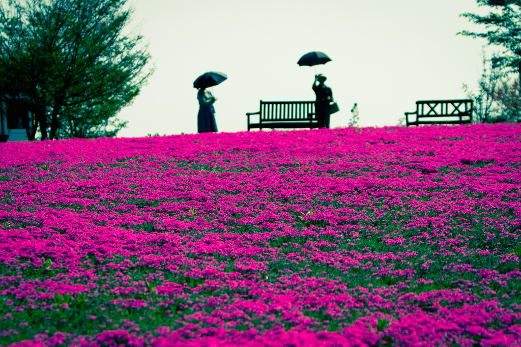 芝桜の丘