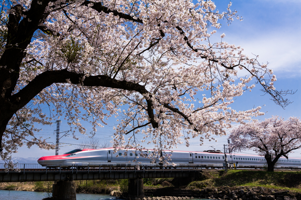 桜小町