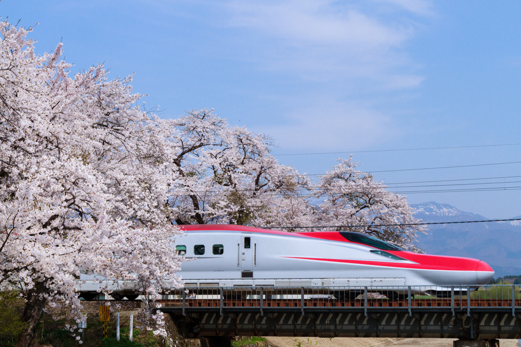 桜トンネルをぬけて