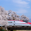 桜トンネルをぬけて