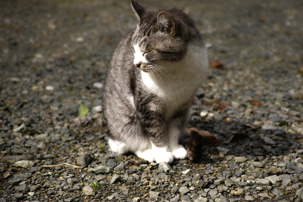 にゃんこ