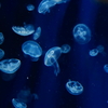 水の流れに身を任せて〜クラゲ〜