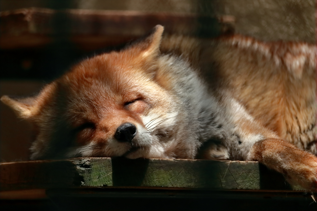 …zZＺ