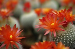 サボテンの花