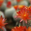 サボテンの花