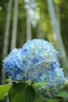 紫陽花と竹