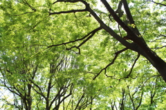 公園の緑