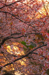 magic hour 直前