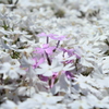 芝桜