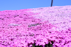 芝桜