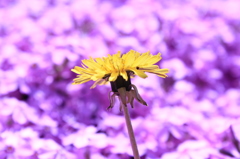 芝桜