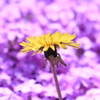 芝桜