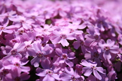 芝桜
