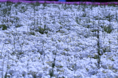 芝桜