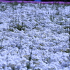 芝桜