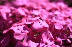 芝桜