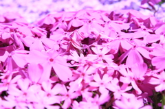 芝桜