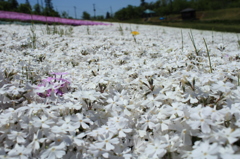 芝桜