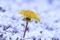 芝桜