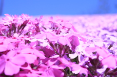 芝桜
