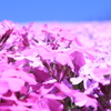芝桜