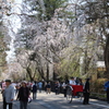 みちのくの小京都